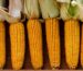 Nasiona kukurydzy - WAŻNE