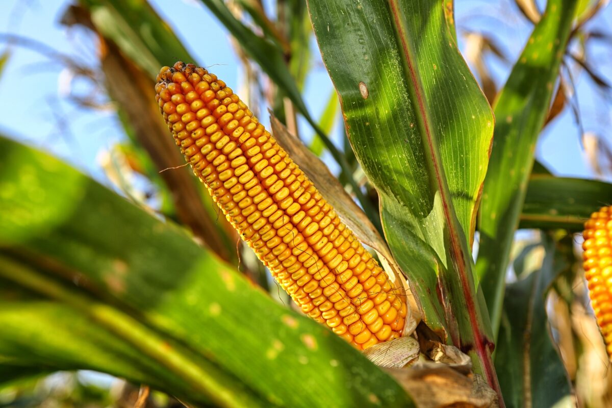 Nasiona kukurydzy - WAŻNE !