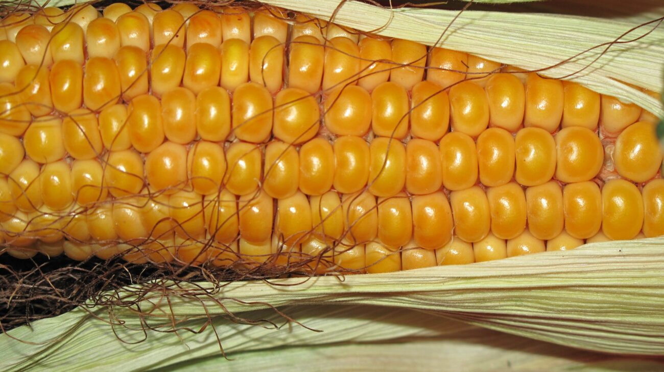 nasiona kukurydzy